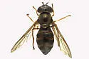 Dasysyrphus laticaudus - photo 2