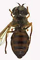 Dasysyrphus laticaudus - photo 3