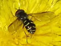 Dasysyrphus laticaudus - photo 5