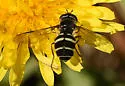 Dasysyrphus limatus