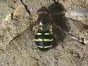 Dasysyrphus limatus - photo 2