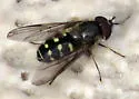 Dasysyrphus occidualis