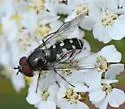 Dasysyrphus occidualis - photo 2