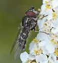 Dasysyrphus occidualis - photo 3
