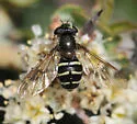 Dasysyrphus pacificus