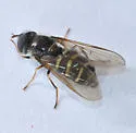 Dasysyrphus pacificus - photo 2