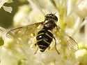 Dasysyrphus pacificus - photo 3
