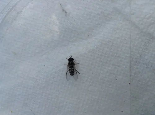 Dasysyrphus pauxillus - Dasysyrphus pauxillus