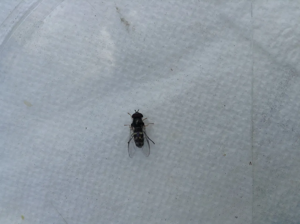 Dasysyrphus pauxillus - photo 2