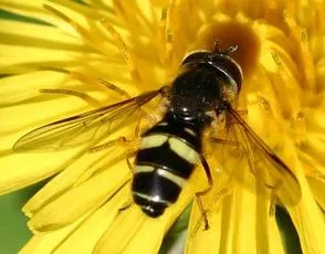 Dasysyrphus tricinctus - Dasysyrphus tricinctus