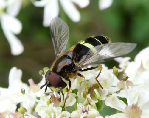 Dasysyrphus tricinctus - photo 2