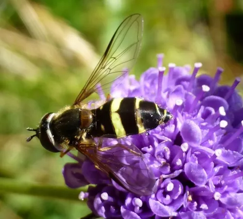 Dasysyrphus tricinctus - photo 3