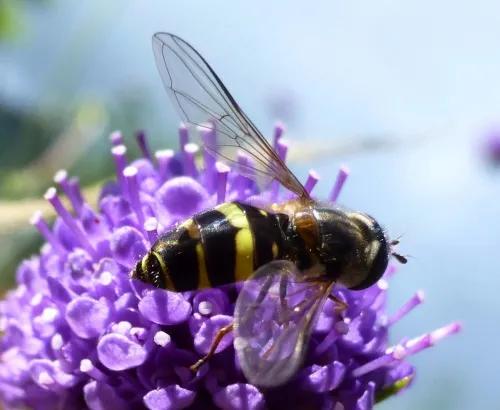 Dasysyrphus tricinctus - photo 4