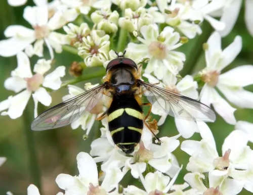Dasysyrphus tricinctus - photo 5