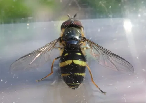 Dasysyrphus tricinctus - photo 6