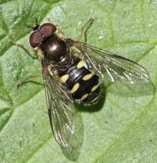 Dasysyrphus venustus