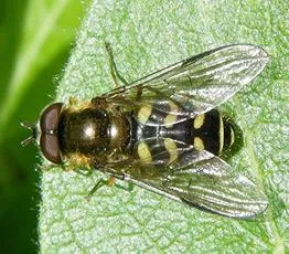 Dasysyrphus venustus - photo 2
