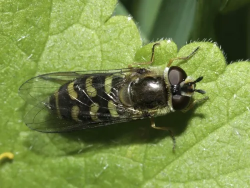 Dasysyrphus venustus - photo 3