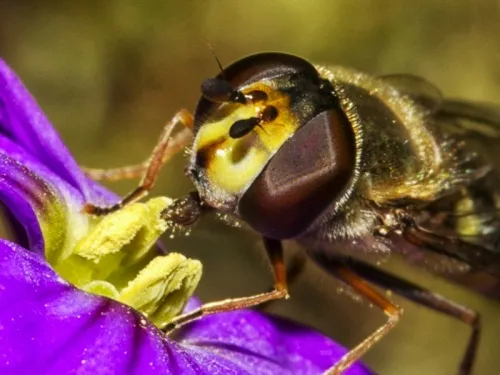 Dasysyrphus venustus - photo 4