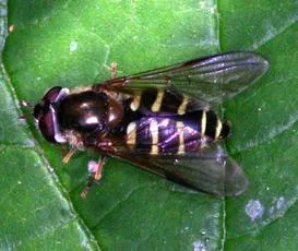 Dasysyrphus venustus - photo 5