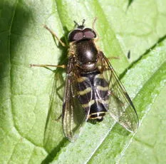 Dasysyrphus venustus - photo 6