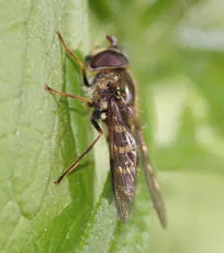 Dasysyrphus venustus - photo 7