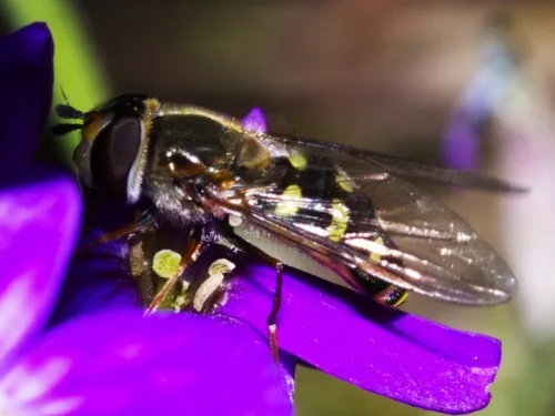 Dasysyrphus venustus - photo 8