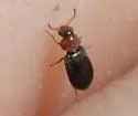 Dasytastes bicolor