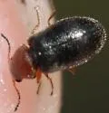 Dasytastes bicolor - photo 2