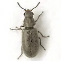 Dasytastes nigricornis