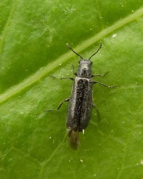 Dasytes aeratus - photo 3