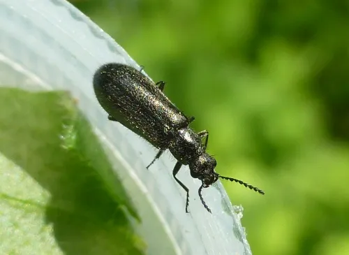 Dasytes aeratus - photo 4