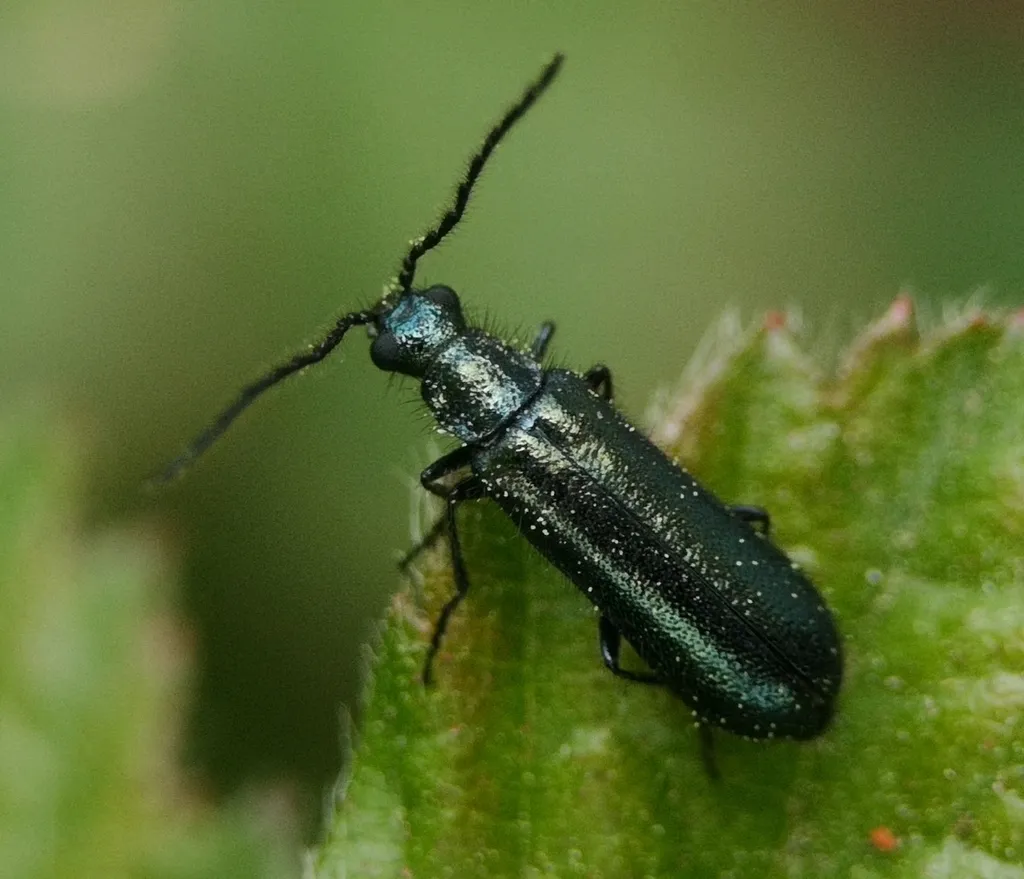 Dasytes caeruleus - photo 2