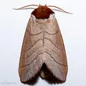 Datana californica - Hodges#7902.1 - photo 2