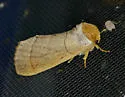 Datana diffidens - Hodges#7912 - photo 2