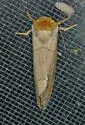Datana diffidens - Hodges#7912 - photo 3