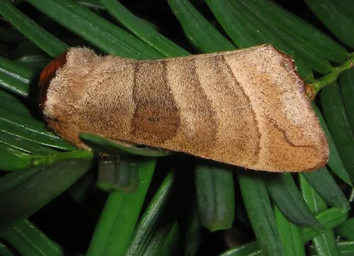 Walnut Caterpillar Moth