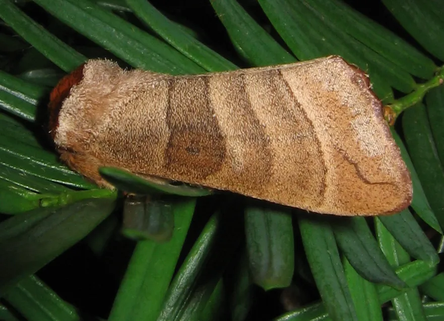 Walnut Caterpillar Moth - photo 3