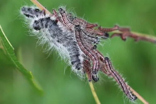 Walnut Caterpillar Moth - photo 5