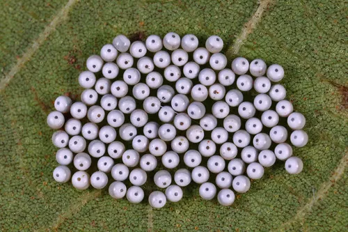 Walnut Caterpillar Moth - photo 6