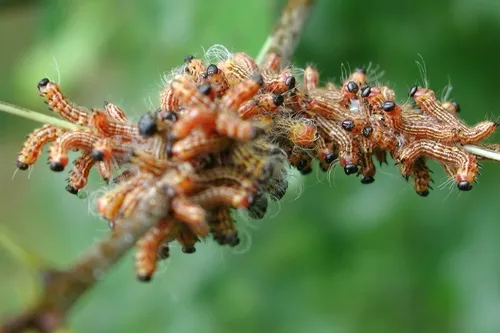 Walnut Caterpillar Moth - photo 7
