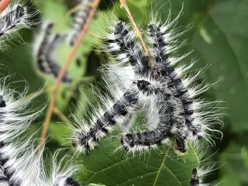 Walnut Caterpillar Moth - photo 8