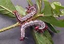 Azalea Caterpillar Moth - Hodges#7905 - photo 2