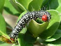 Azalea Caterpillar Moth - Hodges#7905 - photo 3