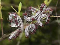 Azalea Caterpillar Moth - Hodges#7905 - photo 4