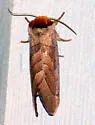 Azalea Caterpillar Moth - Hodges#7905 - photo 5