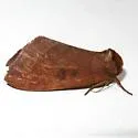 Datana modesta - Hodges#7910