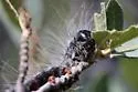 Datana neomexicana - Hodges#7913