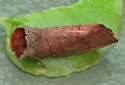 Post-burn Datana - Hodges#7911 - Datana ranaeceps