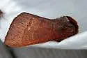 Post-burn Datana - Hodges#7911 - photo 2
